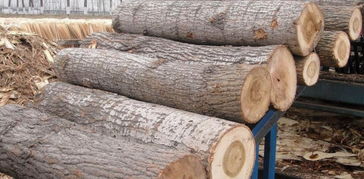楊木原木采購指南 價格行情、廠家資源與選購要點